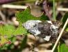 Acontia lucida